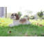 Statue d'un shih tzu allongé-1058368217