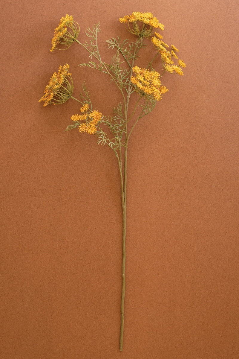 Lace Flower Stems