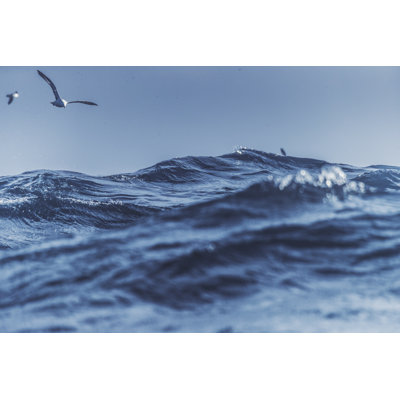 Seagulls And Blue Rough Sea by Piola666 - No Frame Art Prints on Canvas