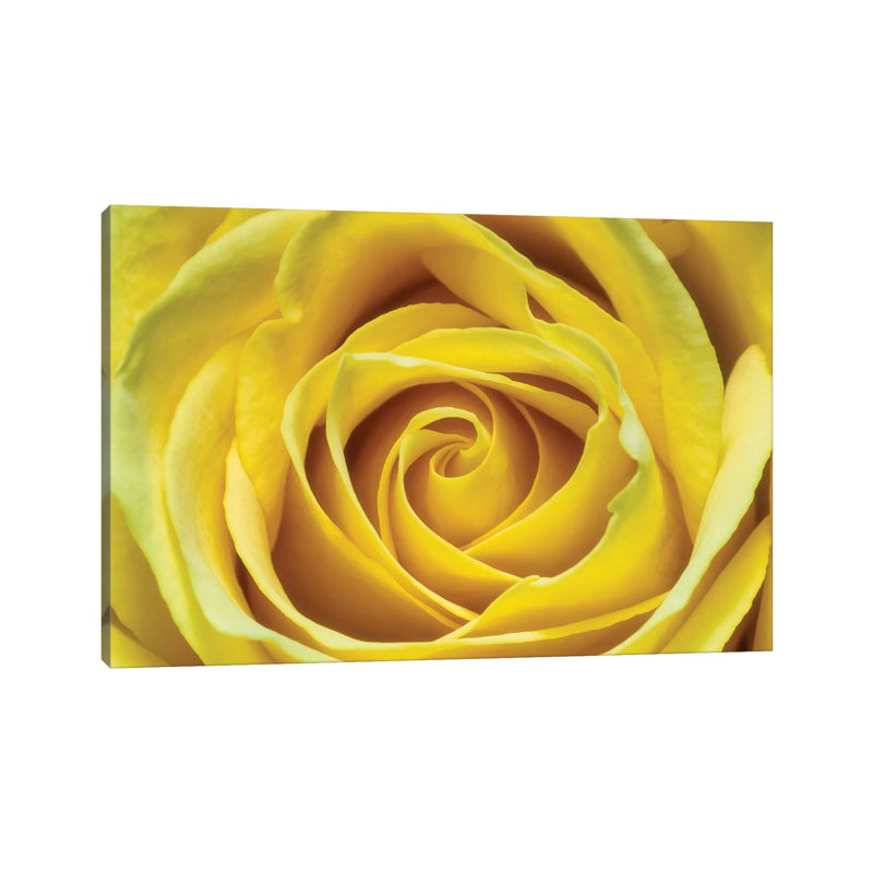 Jaune rose par Glauco Meneghelli-impression, Pas de tapis, H 18 po x l 26 po x P 1,5 po, Toile tendue