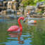 Flamant rouge flottant et blanc