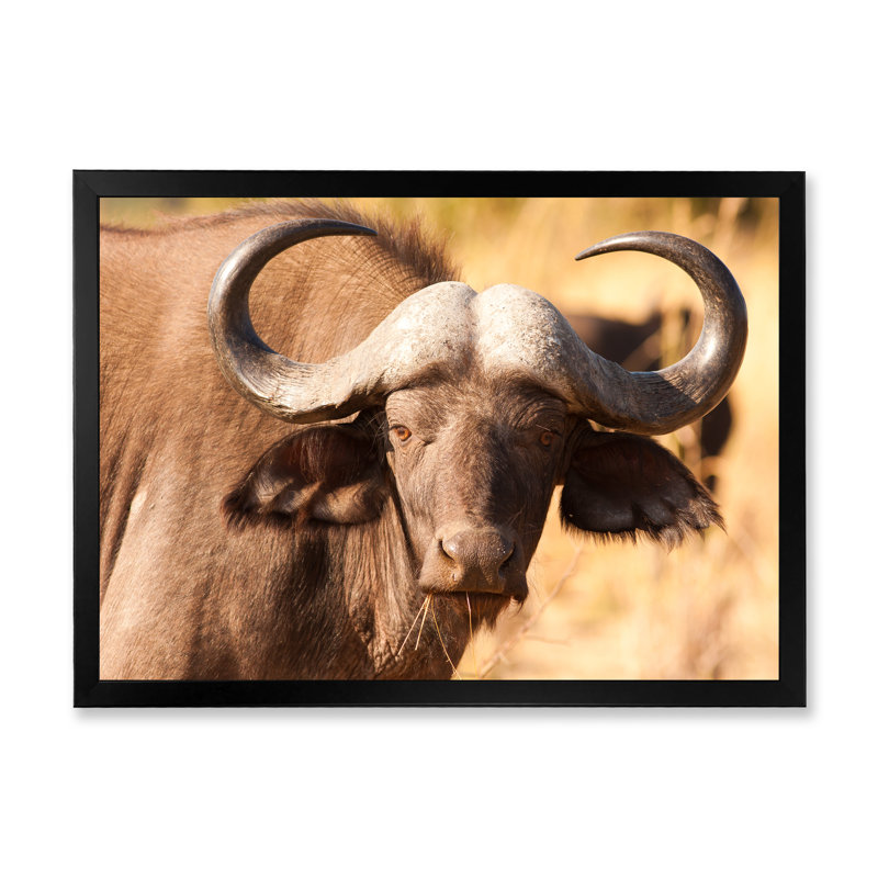" African Cape Buffalo Head ", 16" H x 32" W x 1" D, Black Picture Frame