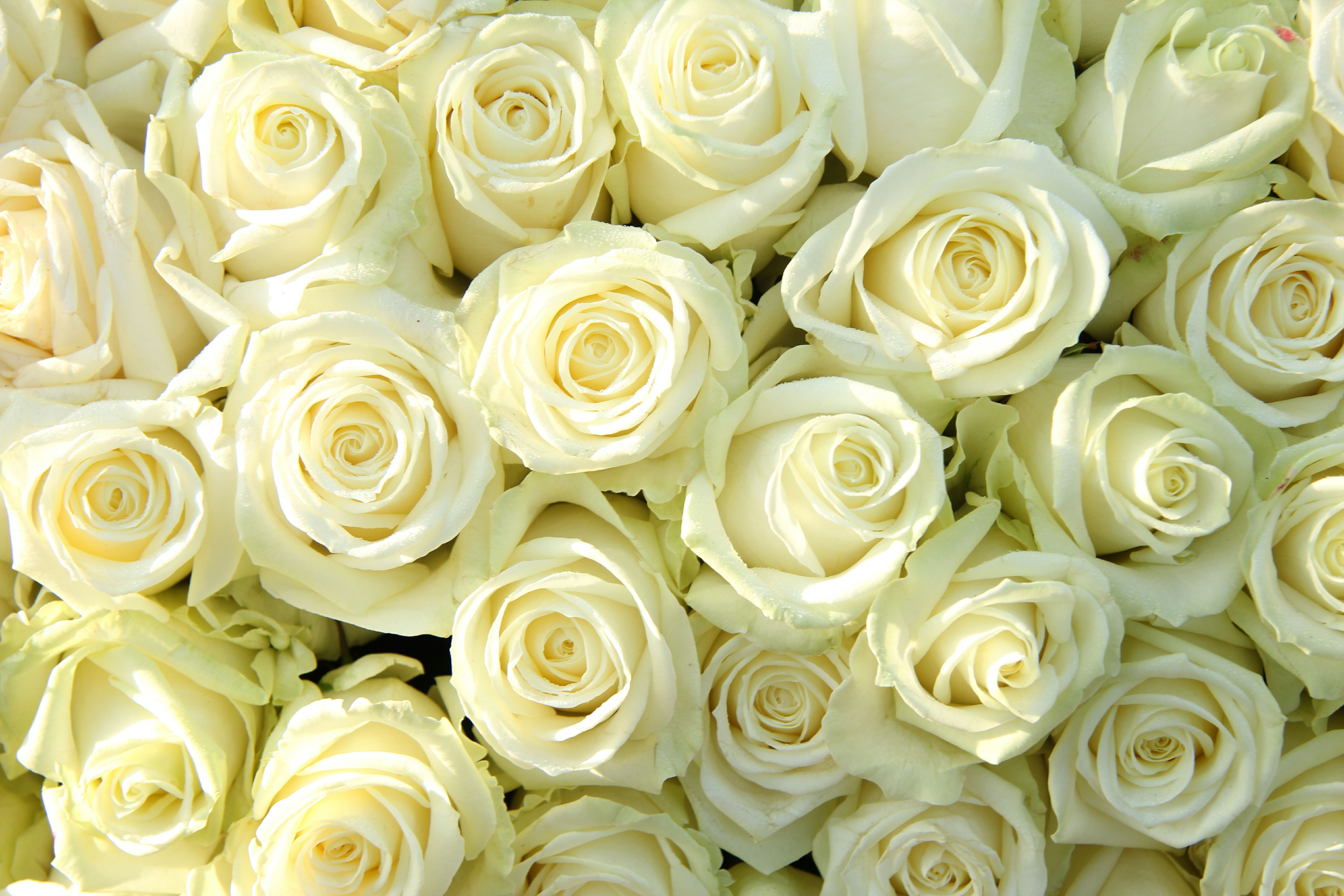 Ebern Designs White Roses - Wrapped Canvas Photograph | Wayfair