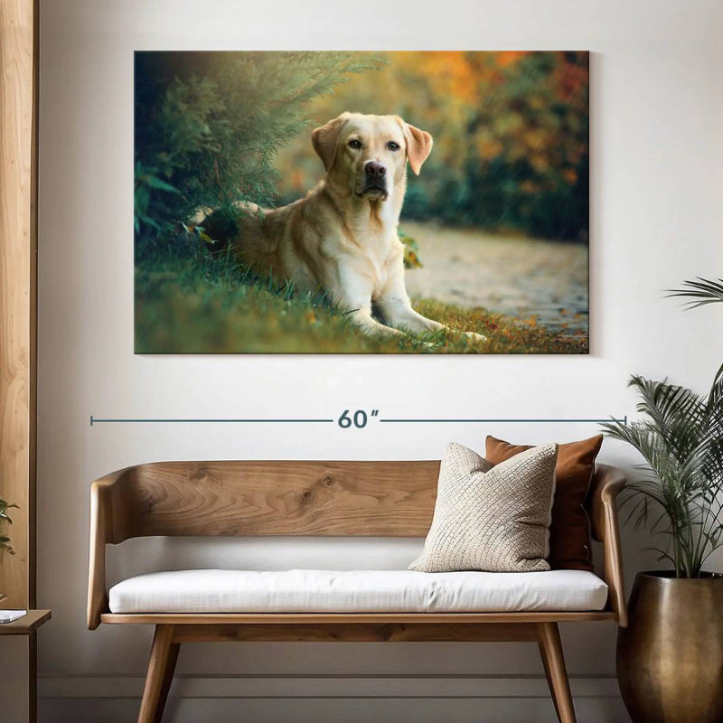 Brampt Labrador Retriever Mix, 34" H x 51" W