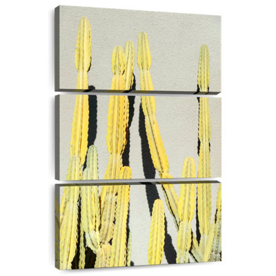 Cactus jaune Harnek