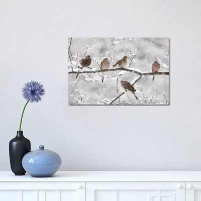 Mourning Dove Group in Winter, Nova Scotia, Canada II 1 Piece Wrapped Canvas Wall Art