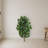 Ficus Artificial Tree