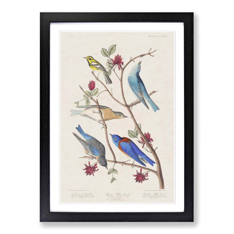 Warbler Bird & Blue-Birds by John Audubon - Picture Frame Painting Print, Black Framed, 36cm H x 27cm W x 2cm D