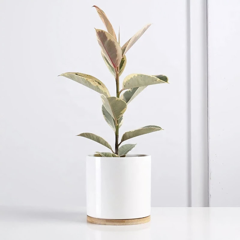 Pot à fleurs en céramique 2 pièces 4,5 po, Blanc