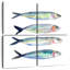Bramine sardine équipe I