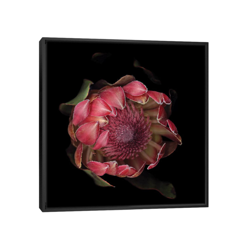 «The Glory of the Protea», reproduction de photo sur toile tendue, H 18 po x l 18 po x P 1,5 po, Toile avec cadre noir