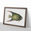 Angel Fish by Mark Catesby - Single Picture Frame Painting-55545177-55545180