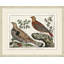 Martinet's Pheasants 2 Print