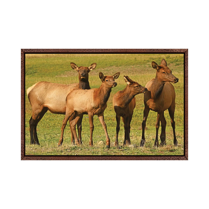 Elk Cows And Calves by Brian Wolf - Gallery-Wrapped Canvas Giclée on Canvas, Classic Wood Floater Framed