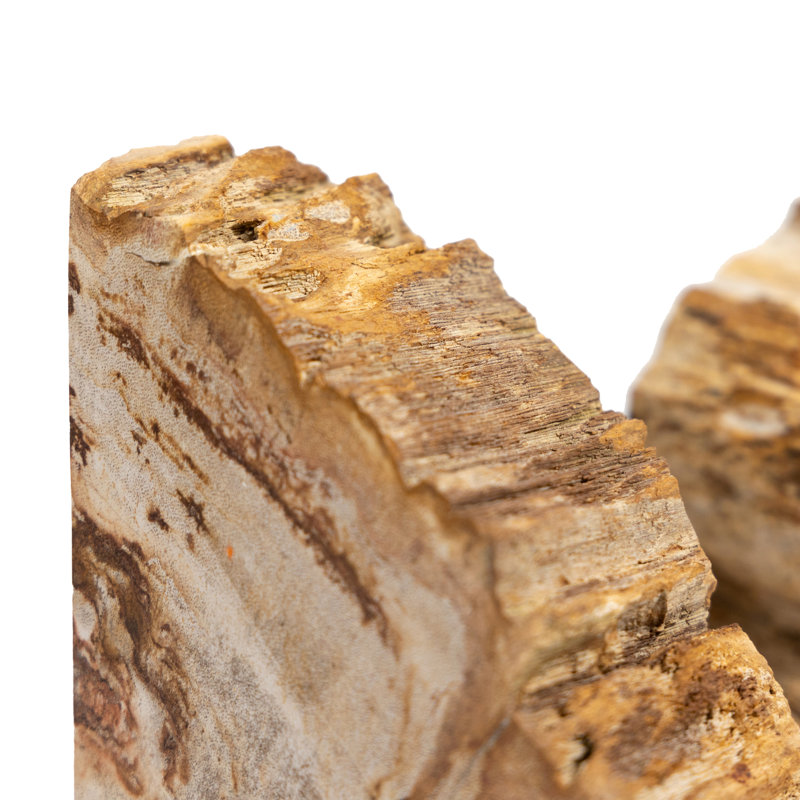 Petrified 2 Piece Wood Book End Set