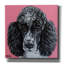 "Caniche noir" par Carolee Vitaletti-1394131289