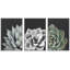 «Black and White Desert Rose Echeveria Succulent Botanical Plants», reproduction encadrée sur toile, 3 pièces-90847677-119385096