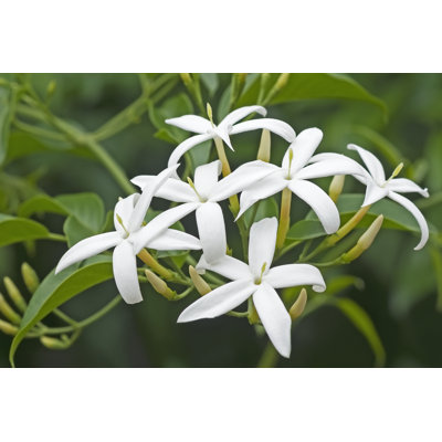 Twisted Jasmine Flowers - Wrapped Canvas Print
