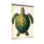 Animaux, tortue de mer verte, reproduction d'art-1560410614