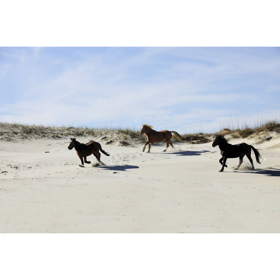 Leinwandbild Mustangs Running Among Sand Dunes