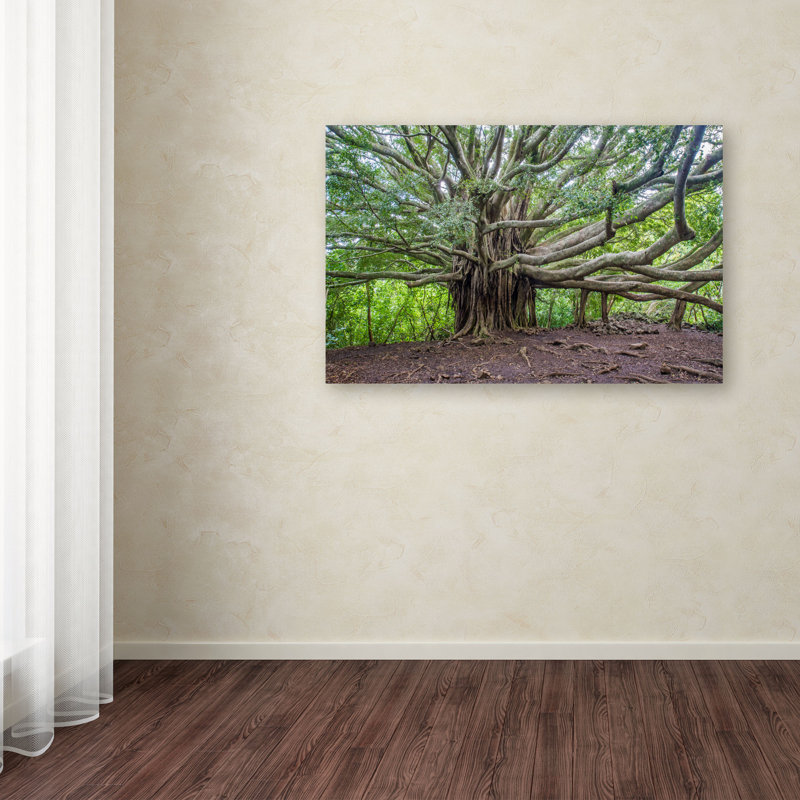 « banyan » par pierre leclerc,, reproduction de photo sur toile tendue, H 12 po x l 19 po x P 2 po