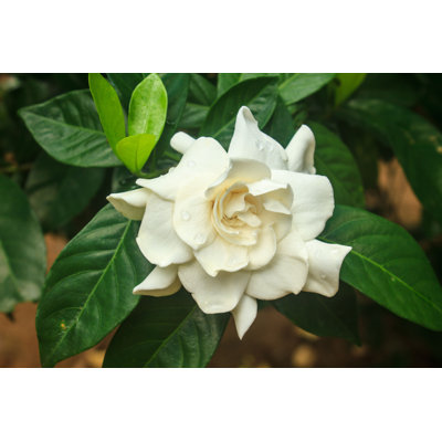 " Gardenia Jasminoides Flower "