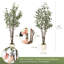 Eucalyptus d'intérieur d'intérieur-134997721