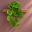 25 cm H Faux Plant-127681123