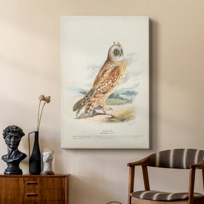 Hawk Owl - galerie sur mesure
