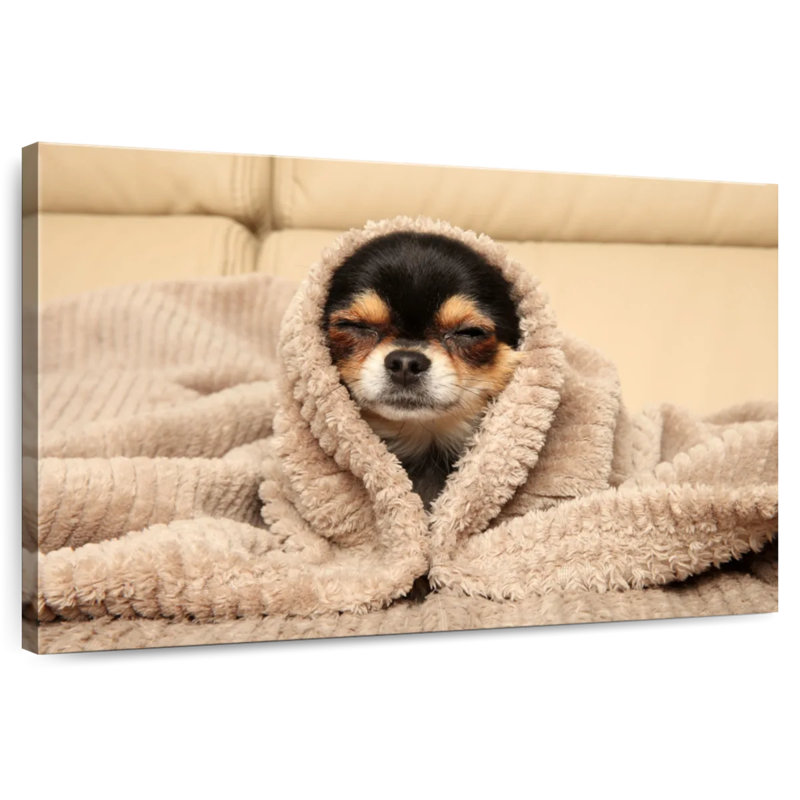 Chihuahua douillet Brampt