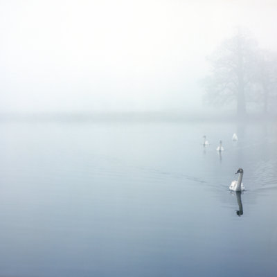 Approche des cygnes par Beholdingeye
