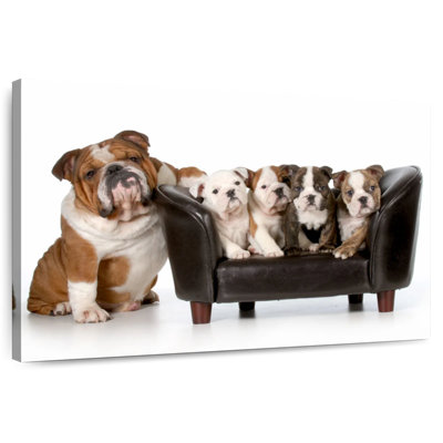 Bulldogs anglais Brampt