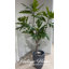 Arbre à pain artificiel 73 po en pot-97938364