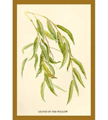 Leaves Of The Willow by W.H.J. Boot - Unframed Graphic Art