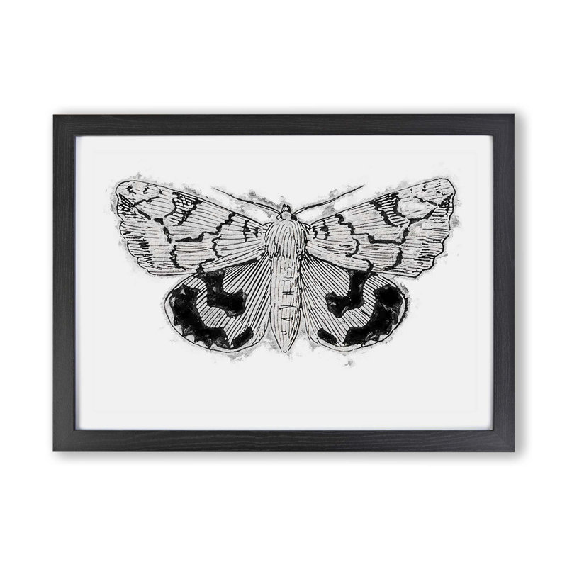 Underwing Moth - Framed Print, 24cm H x 33cm W x 2cm D, Black
