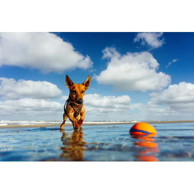 «Dog at the Beach» par Teamdaf - Photographie sur toile tendue