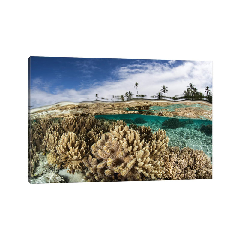 A Healthy Coral Reef Grows In The Solomon Islands I by Ethan Daniels - Wrapped Canvas Print, 20.32 cm H x 30.48 cm W