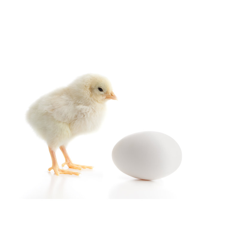 «Baby Chicken» par Daydreamers, H 12 po x l 18 po