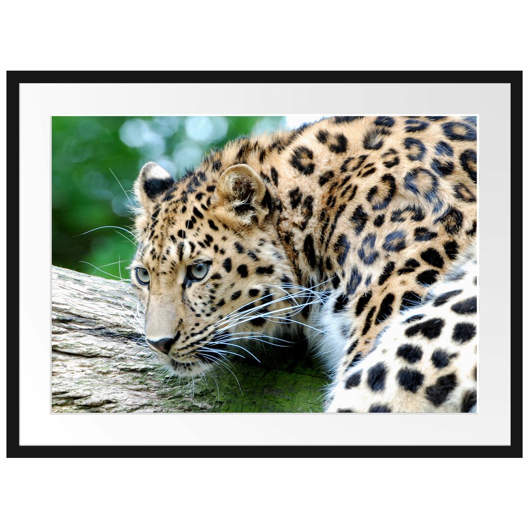 Gerahmtes Poster Aufmerksamer Leopard auf Baumstamm