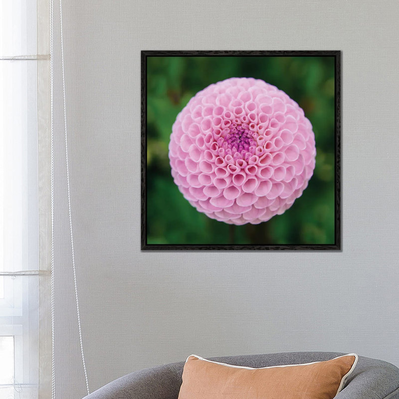 Lonely Anemone by Albert Koetsier - Gallery-Wrapped Canvas Giclée on Canvas, 45.72 cm H x 45.72 cm W, Black Framed