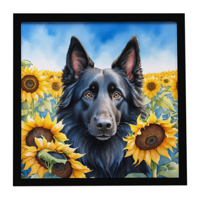 Belgian Sheepdog in Sunflowers Framed Metal Print