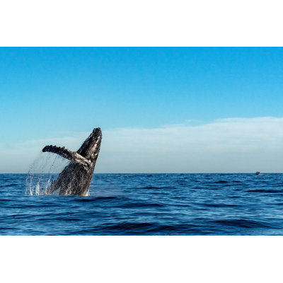 Humpback Whale by Izanbar - Wrapped Canvas Print
