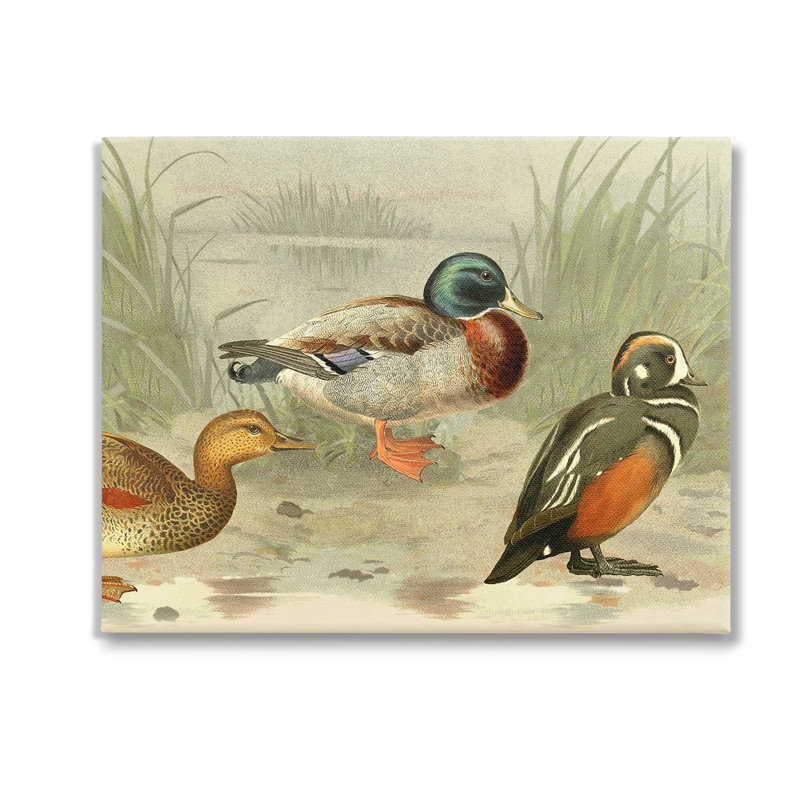 " Various Ducks By Pond " by Gail Fraser, 16" H x 20" W