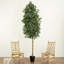 Ficus en pot 120 po en pot