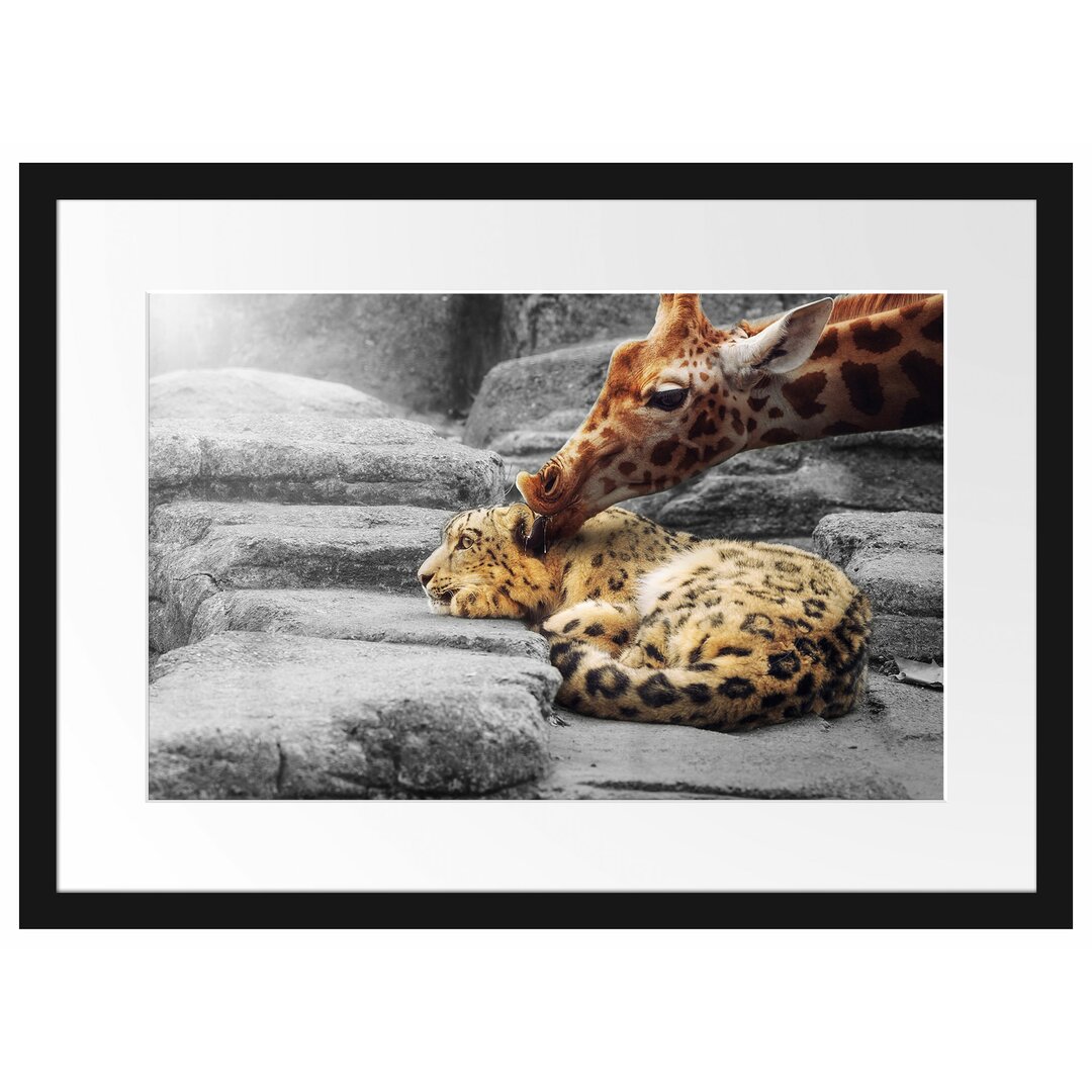 Gerahmter Fotodruck Leopard and Giraffe