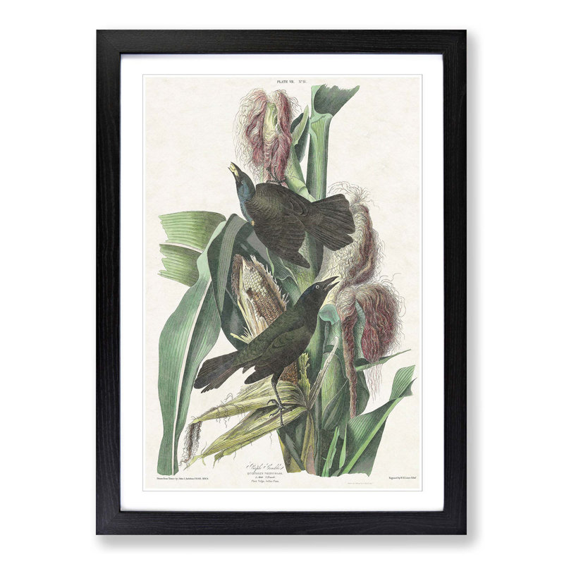 Common Crow Blackbird by John Audubon - Picture Frame Painting, Black Framed, 65cm H x 48cm W x 2cm D