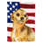 Chihuahua doré sélectionné