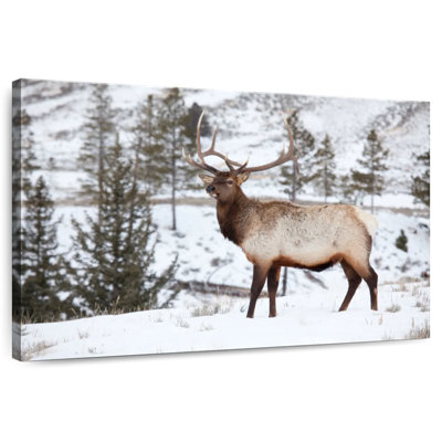 Winter Bull Elk