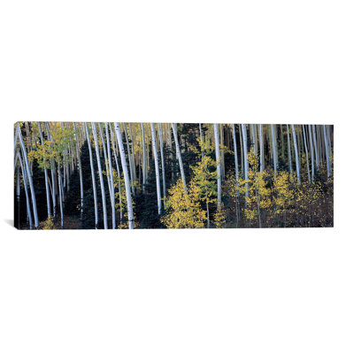 " Aspen trees in a forest, Aspen, Pitkin County, Colorado, USA " Color Photography
