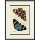 Lepidoptere II Print